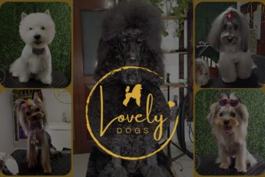 Lovely Dogs – Estética Canina